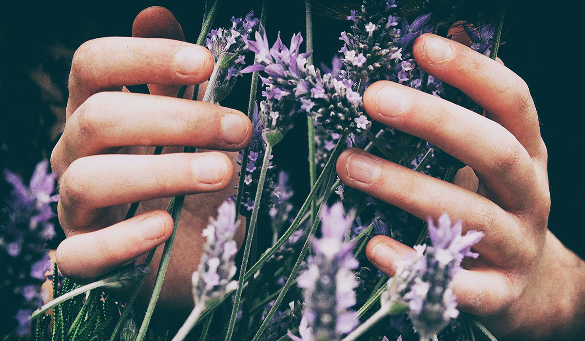 Home St Louis Herb Society